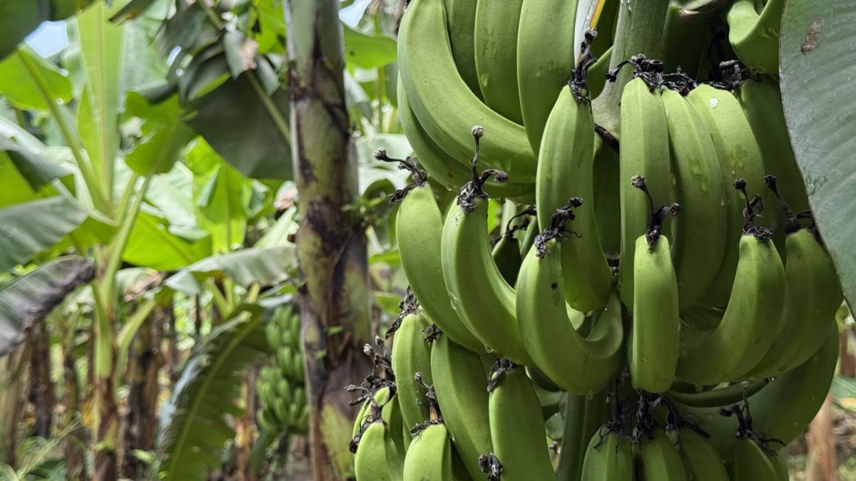 banana foto senar mt divulgação crédito rural