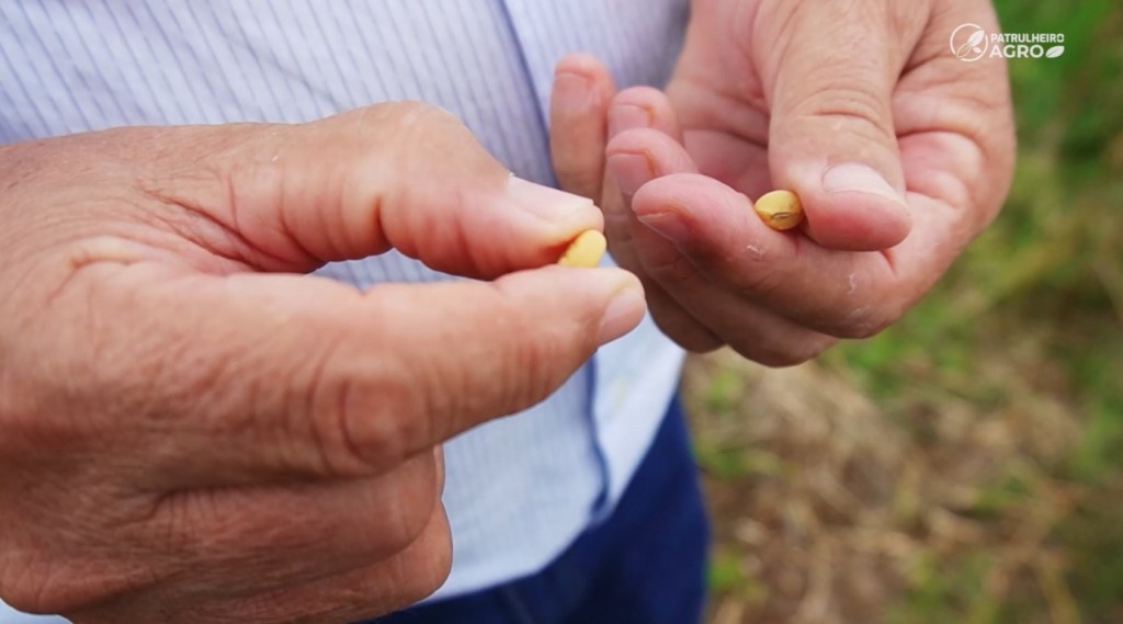 colheita soja querência chuva foto pedro silvestre canal rural mato grosso1