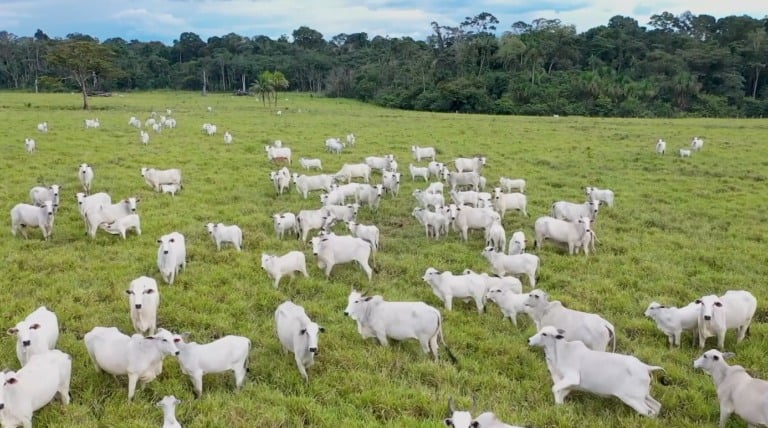 gado pecuária boi carne bovina abate foto pedro silvestre canal rural mato grosso