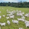gado pecuária boi carne bovina abate foto pedro silvestre canal rural mato grosso