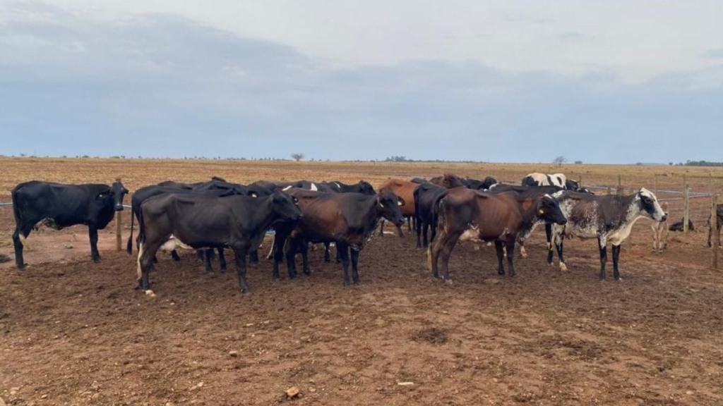 melhoramento genético pecuária leiteira foto Assessoria Seaf1 melhoramento genético pecuária leiteira foto Assessoria Seaf1