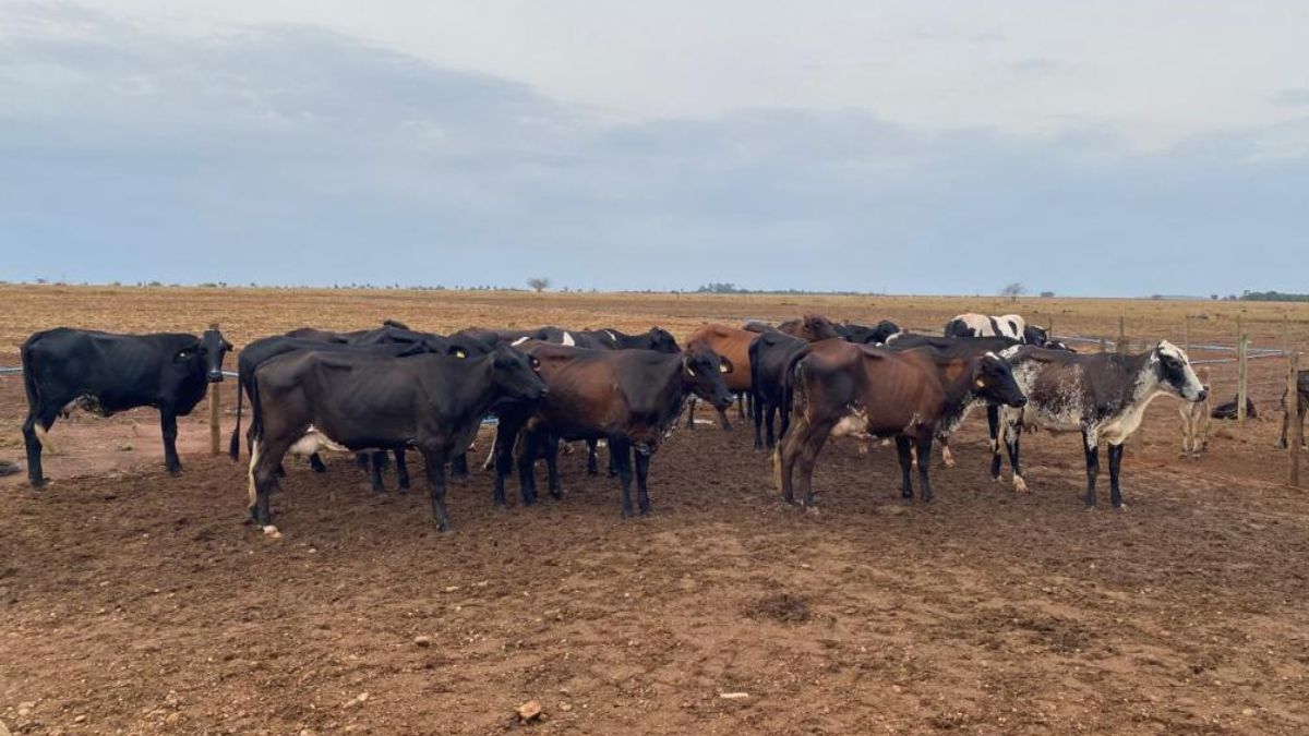 melhoramento genético pecuária leiteira foto Assessoria Seaf1