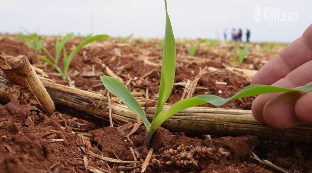 milho verão uberlândia minas gerais foto israel baumann canal rural mato grosso2