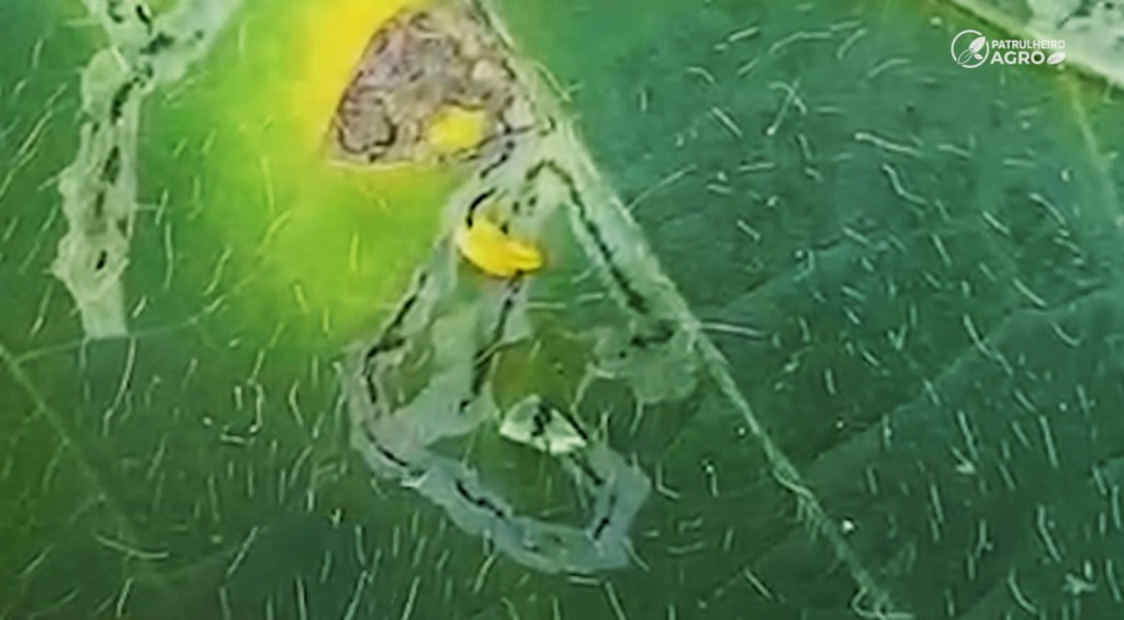 mosca larva-minadora soja foto canal rural mato grosso1