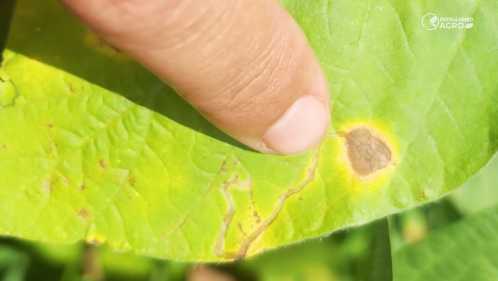 mosca larva-minadora soja foto canal rural mato grosso3