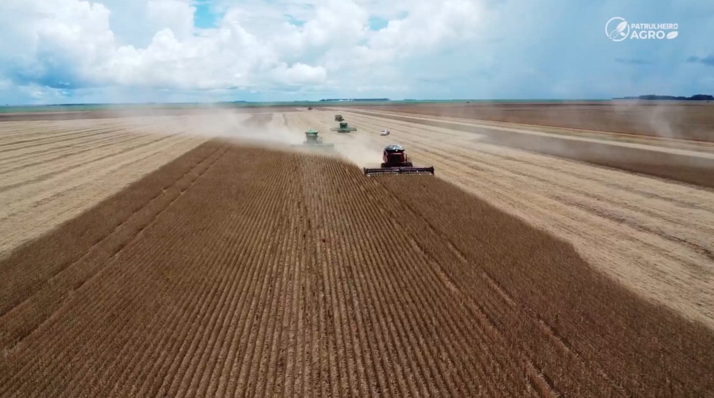 soja querência foto pedro silvestre canal rural mato grosso