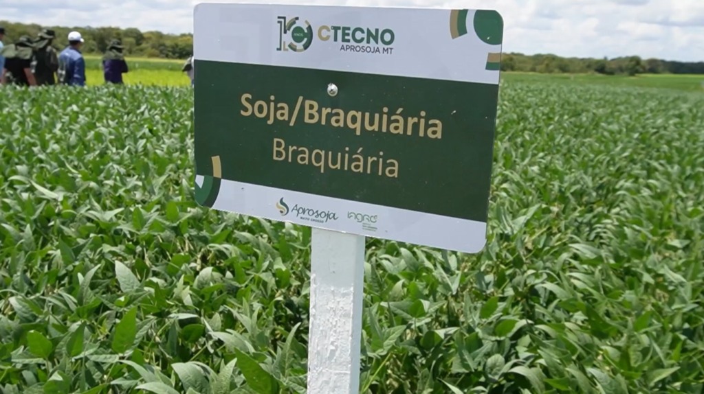 soja solo arenoso foto pedro silvestre canal rural mato grosso 1