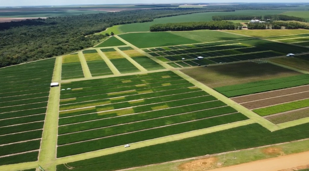 soja solo arenoso foto pedro silvestre canal rural mato grosso