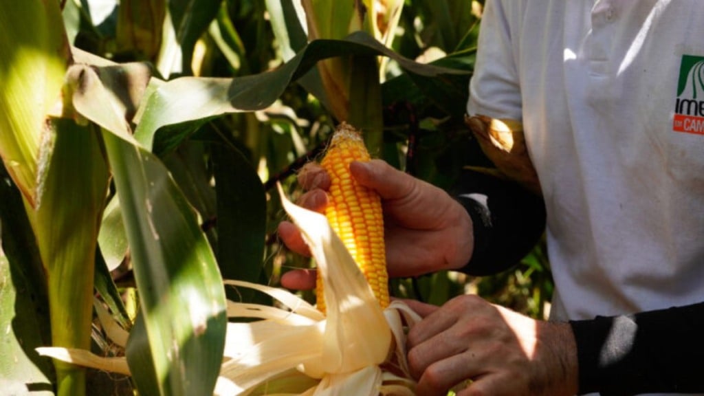 milho foto imea reprodução