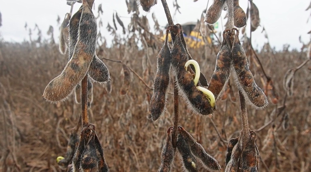 Soja paranatinga excesso de chuvas foto pedro silvestre canal rural mato grosso2