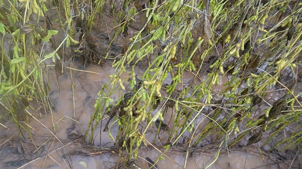 Soja paranatinga excesso de chuvas foto pedro silvestre canal rural mato grosso3