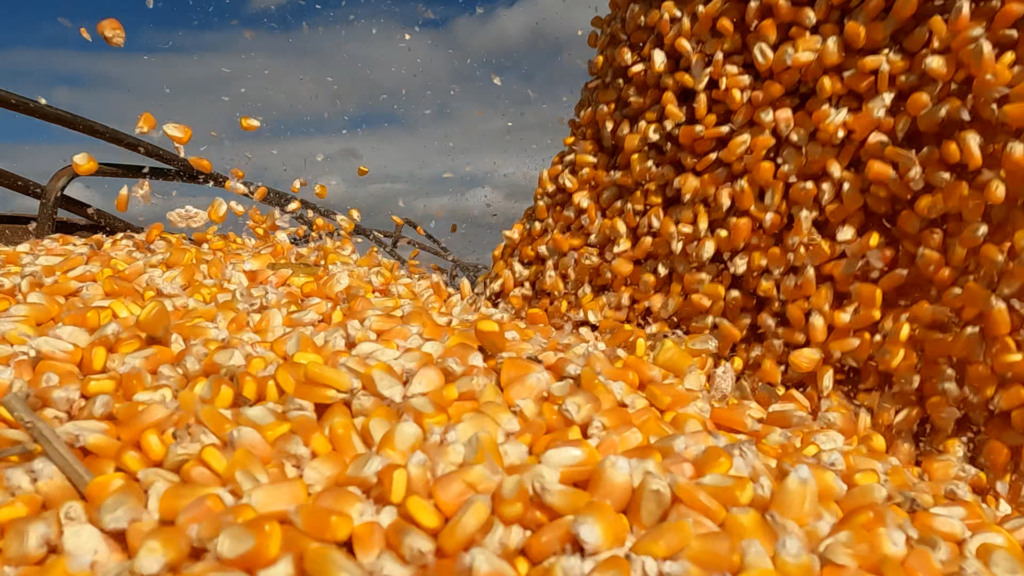 milho foto canal rural mato grosso