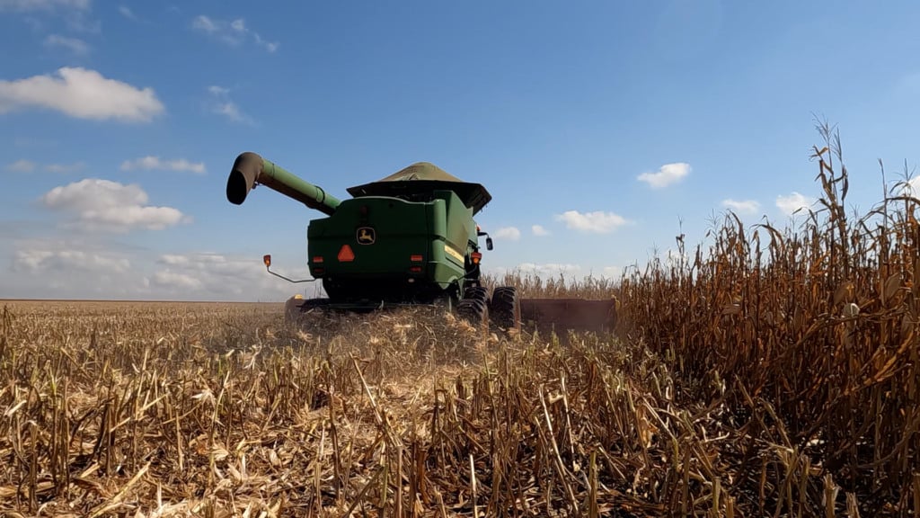 colheita milho foto canal rural mato grosso