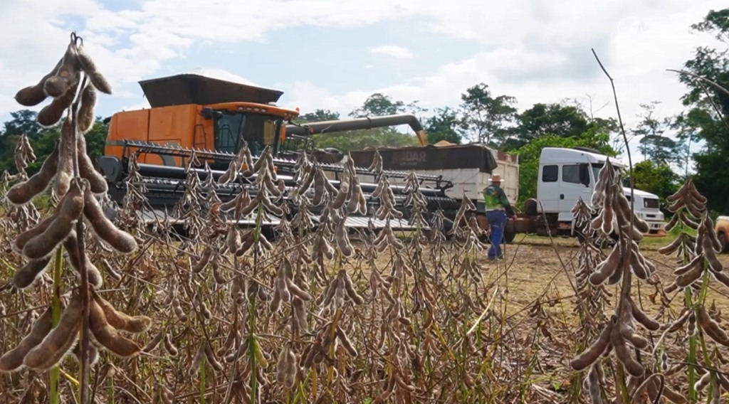 juína soja br-174 foto pedro silvestre canal rural mato grosso