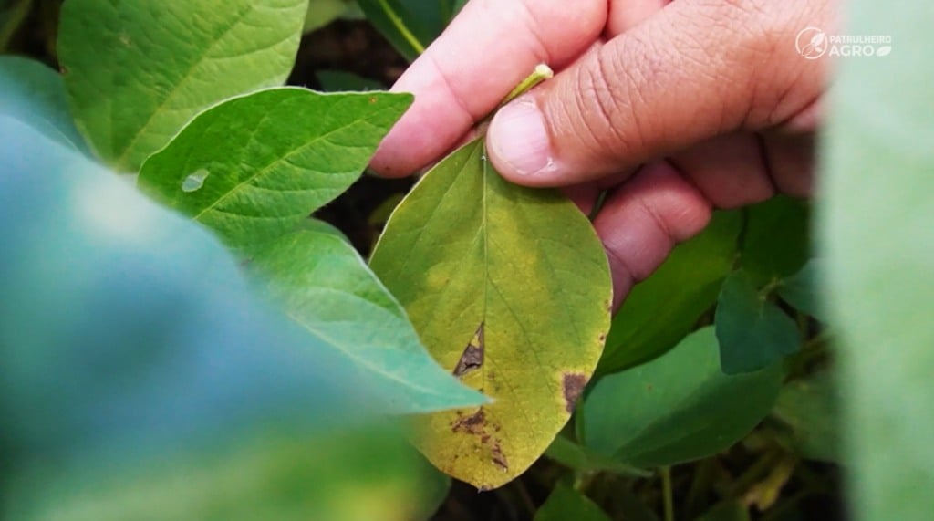 larva-minadora soja foto israel baumann canal rural mato grosso2