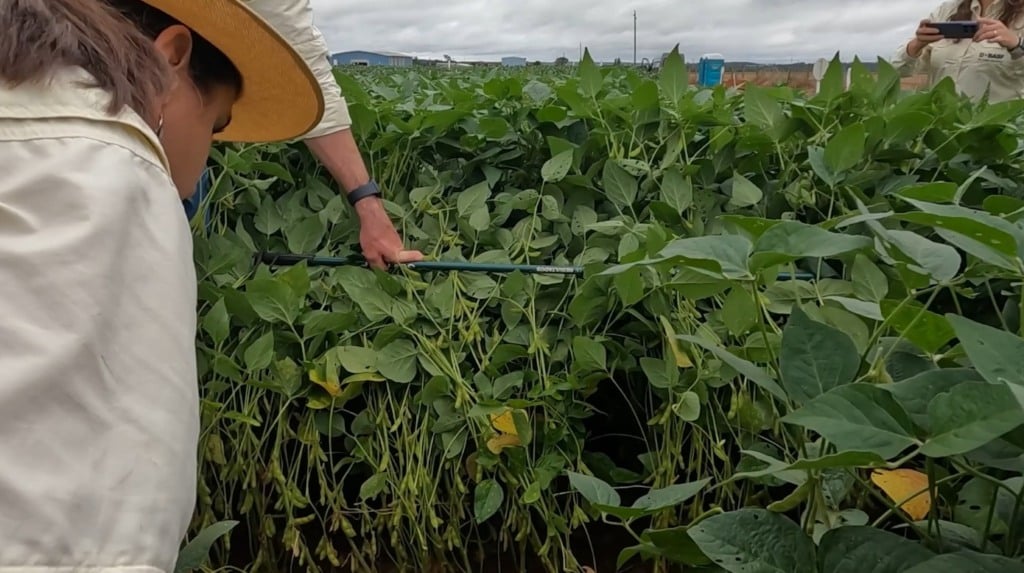 nematoide soja foto israel baumann canal rural mato grosso