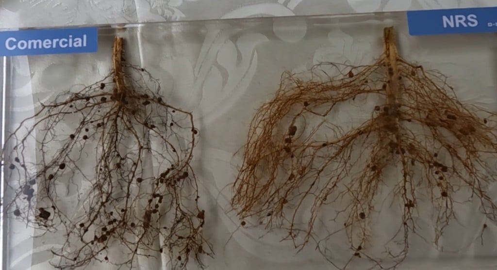 nematoide soja foto israel baumann canal rural mato grosso1