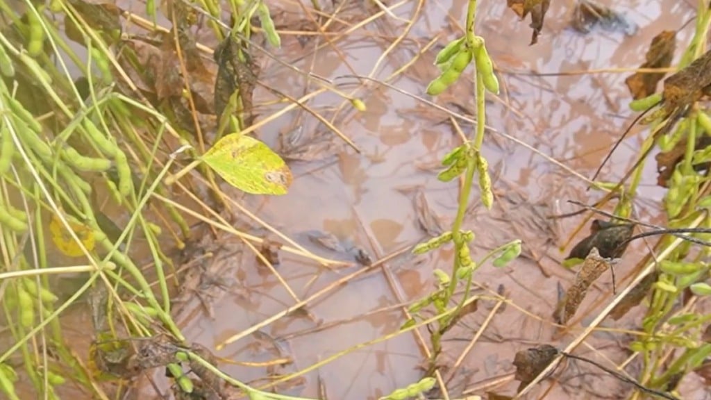 soja debaixo de agua paranatinga foto pedro silvestrecanal rural mato grosso