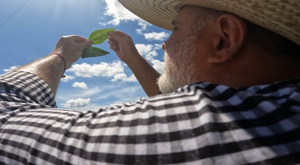 soja preocupação o campo foto israel baumann canal rural mato grosso