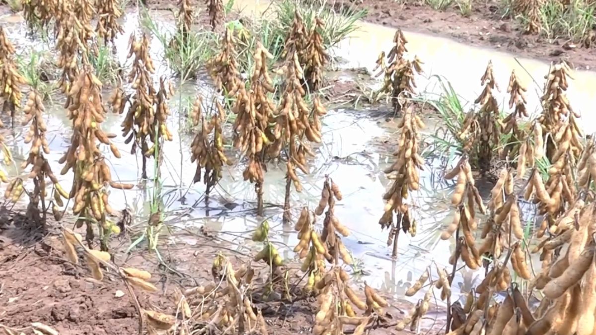 Soja solo encharcado excesso de chuvas foto israel baumann canal rural mato grosso