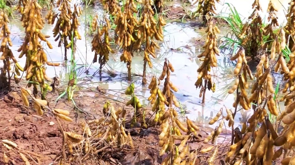 matupá mt-322 chuvas soja foto israel baumann canal rural mato grosso1