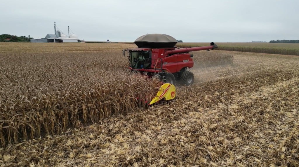 milho foto pedro silvestre canal rural mato grosso 1