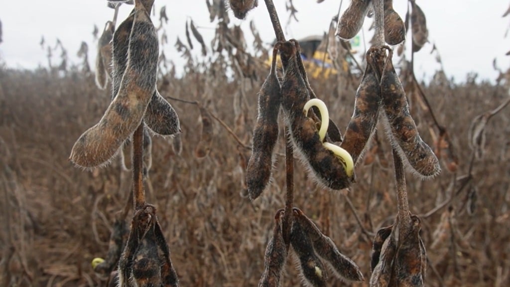 soja brotando na vagem chuva clima foto israel baumann canal rural mato grosso