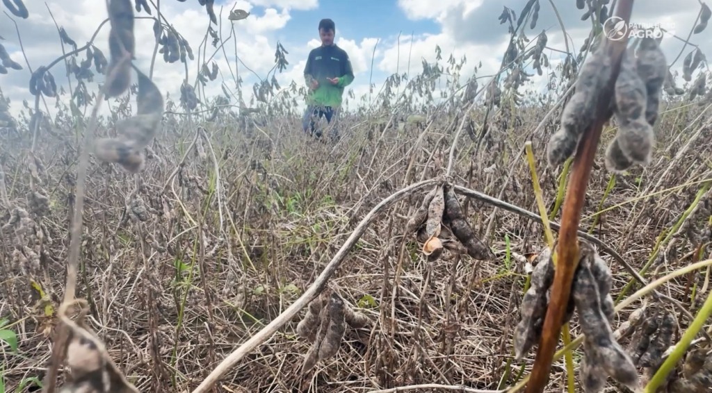 soja chuva planalto da serra patrulheiro agro foto pedro silvestre canal rural mato grosso3