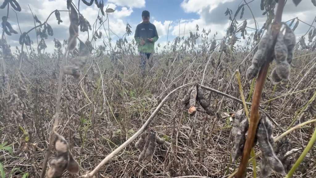 soja planalto da serra foto pedro silvestre canal rural mato grosso