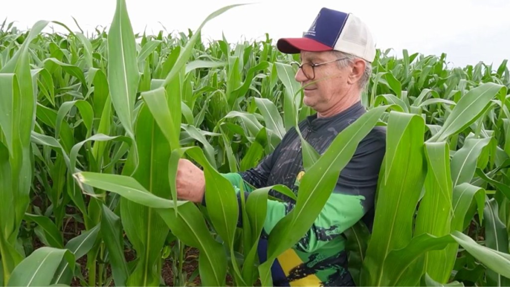 Milho médio-norte foto pedro silvestre canal rural mato grosso
