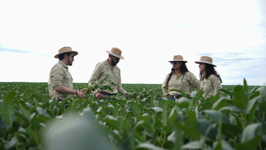 soja imea em campo foto imea