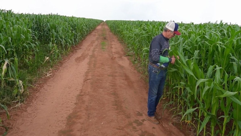 Milho médio-norte foto pedro silvestre canal rural mato grosso