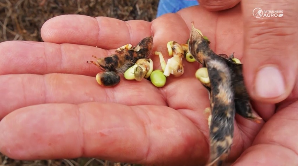 Paranatinga MT-240 Foto Pedro Silvestre Canal Rural Mato Grosso2