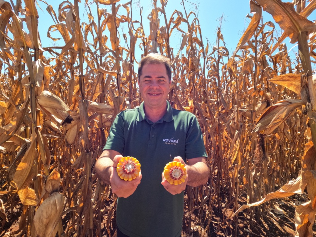 mais milho fazenda novorá paraná foto israel baumann canal rural mato grosso
