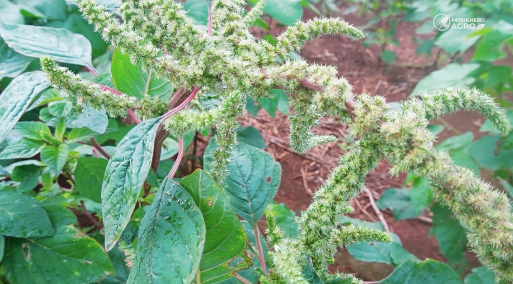 caruru foto pedro silvestre canal rural mato grosso