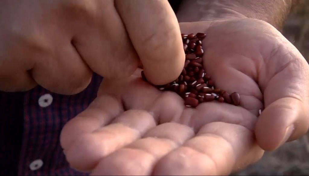 feijão foto canal rural mato grosso
