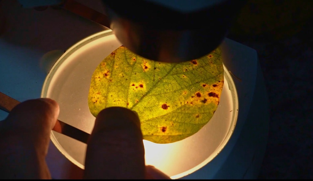 manejo doenças fungicas foto canal rural mato grosso