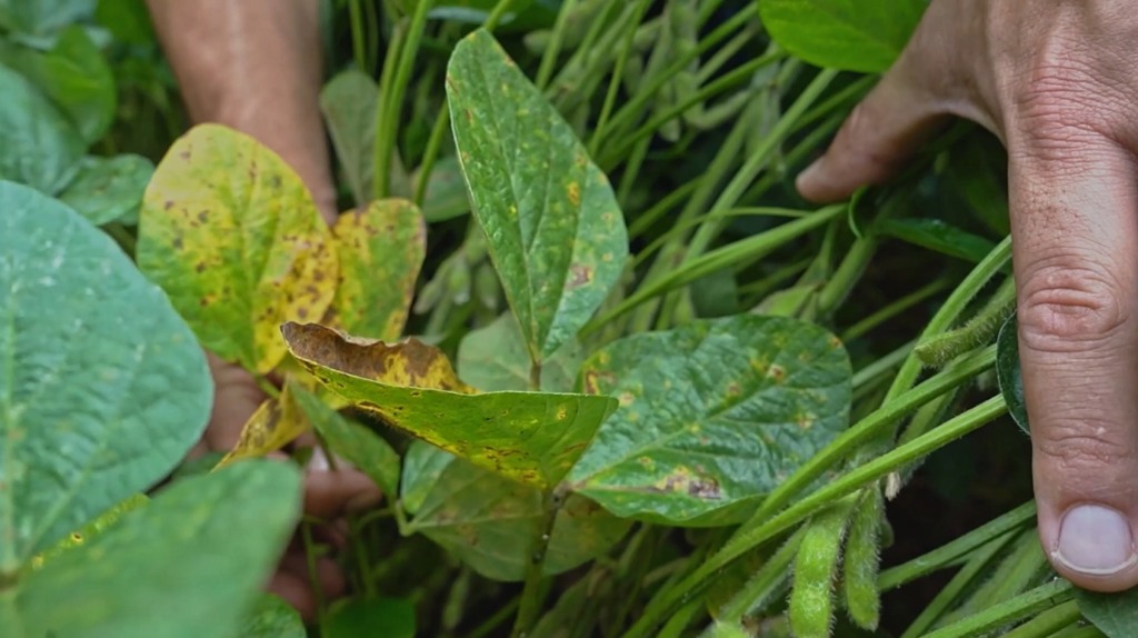 manejo doenças fungicas foto canal rural mato grosso1