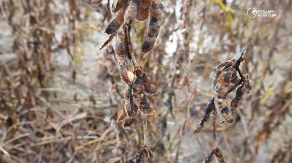 soja excesso de chuva foto pedro silvestre canal rural mato grosso