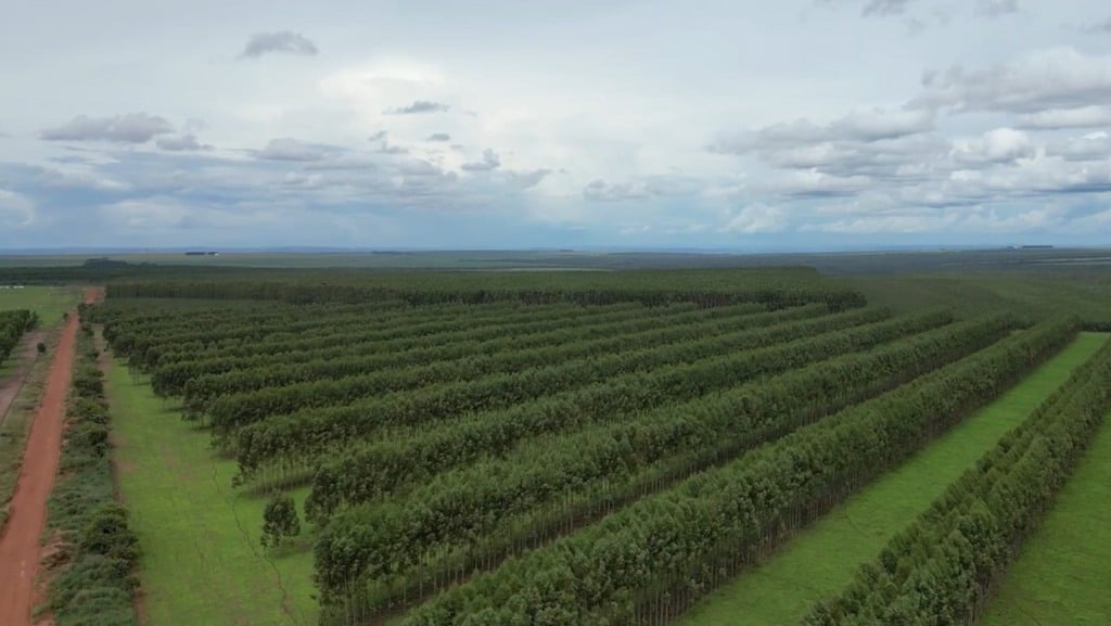 eucalipto foto israel baumann canal rural mato grosso 1