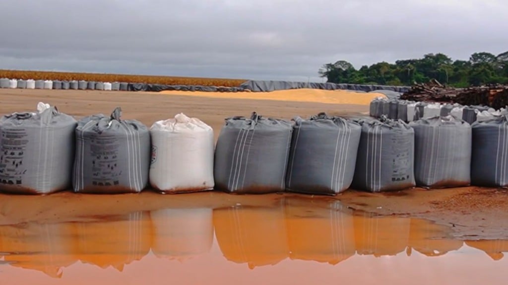 milho chuva nova mutum foto pedro silvestre canal rural mato grosso1