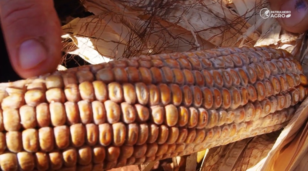 podridão espiga milho foto pedro silvestre canal rural mato grosso
