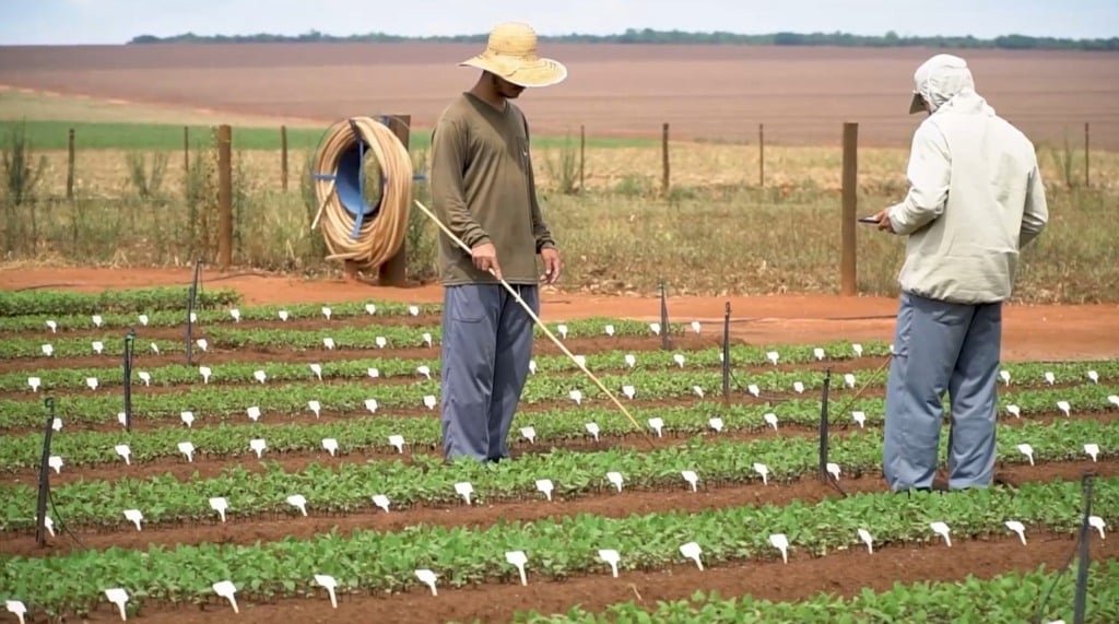soja pesquisa foto israel baumann canal rural mato grosso
